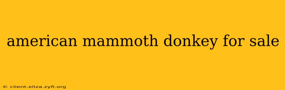 american mammoth donkey for sale