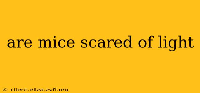 are mice scared of light