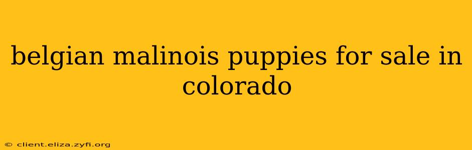 belgian malinois puppies for sale in colorado