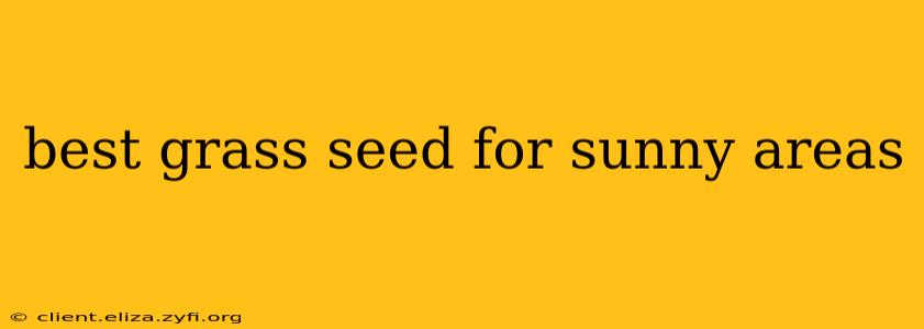best grass seed for sunny areas