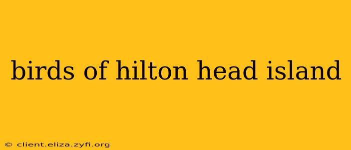 birds of hilton head island