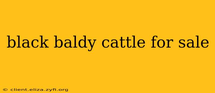 black baldy cattle for sale