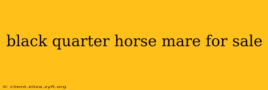 black quarter horse mare for sale