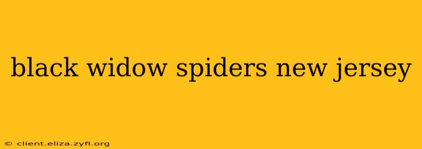 black widow spiders new jersey