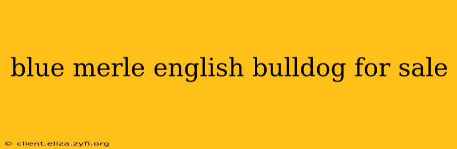 blue merle english bulldog for sale