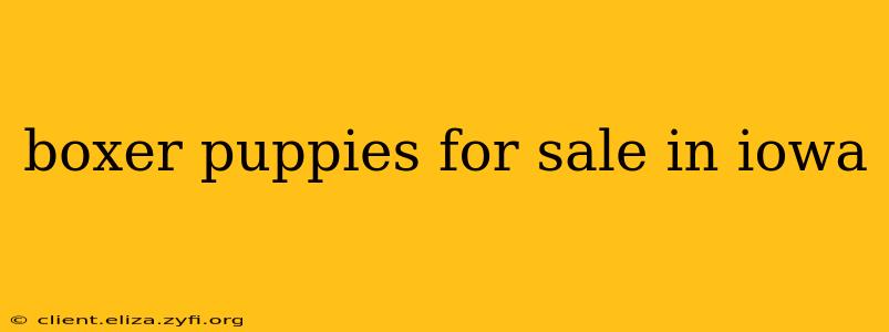 boxer puppies for sale in iowa