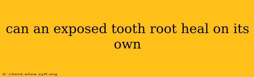 can an exposed tooth root heal on its own
