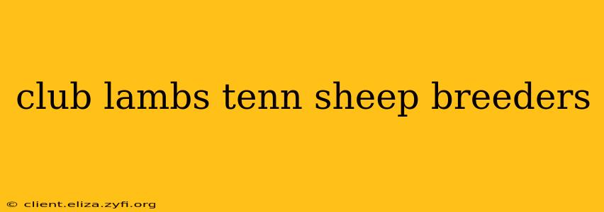 club lambs tenn sheep breeders