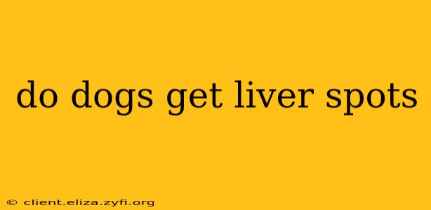 do dogs get liver spots