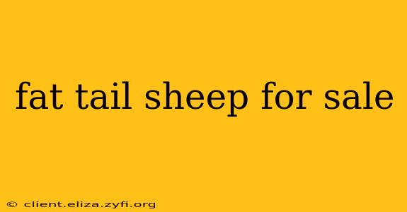 fat tail sheep for sale