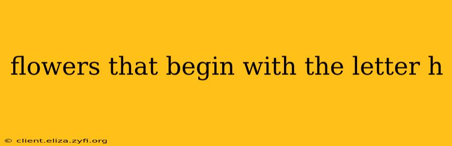 flowers that begin with the letter h