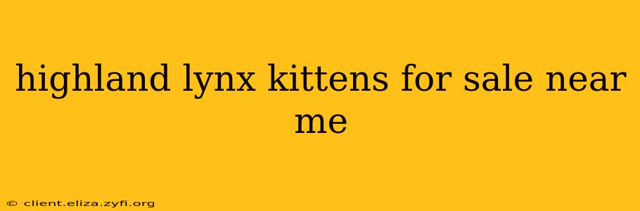 highland lynx kittens for sale near me