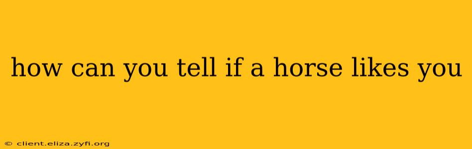 how can you tell if a horse likes you