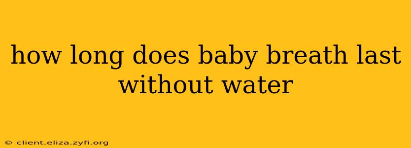 how long does baby breath last without water