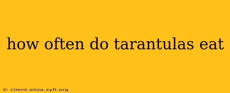 how often do tarantulas eat