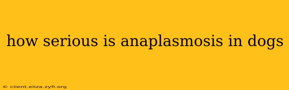 how serious is anaplasmosis in dogs