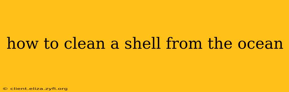 how to clean a shell from the ocean