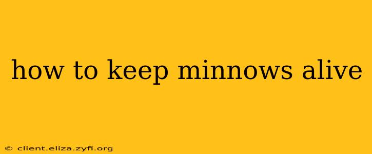 how to keep minnows alive