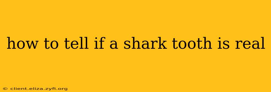 how to tell if a shark tooth is real