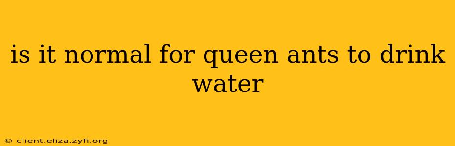 is it normal for queen ants to drink water