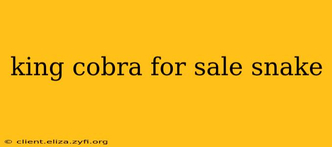 king cobra for sale snake