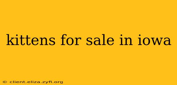kittens for sale in iowa