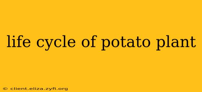 life cycle of potato plant
