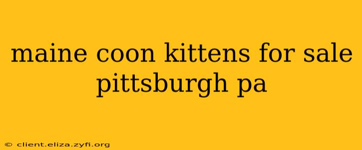 maine coon kittens for sale pittsburgh pa