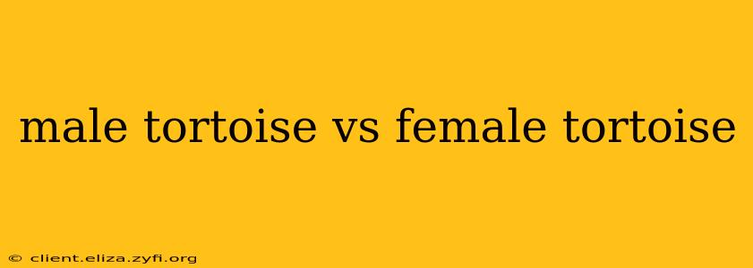 male tortoise vs female tortoise