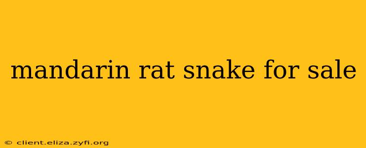 mandarin rat snake for sale