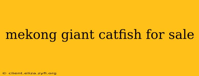 mekong giant catfish for sale