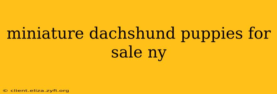 miniature dachshund puppies for sale ny