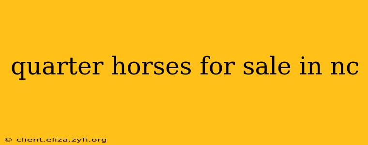 quarter horses for sale in nc