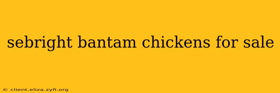 sebright bantam chickens for sale
