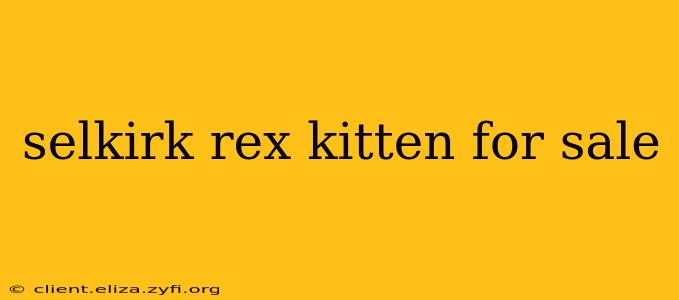 selkirk rex kitten for sale