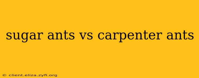 sugar ants vs carpenter ants
