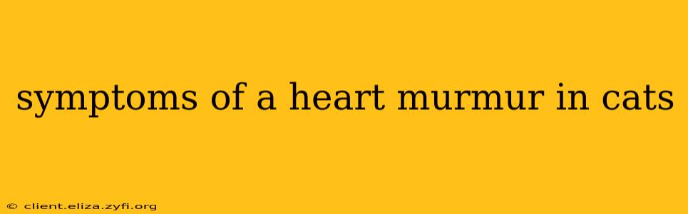 symptoms of a heart murmur in cats