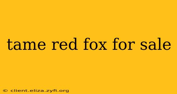 tame red fox for sale