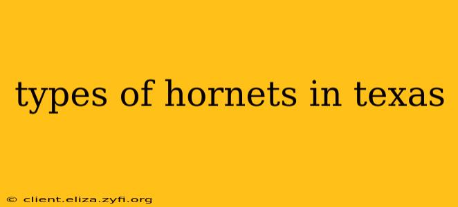 types of hornets in texas
