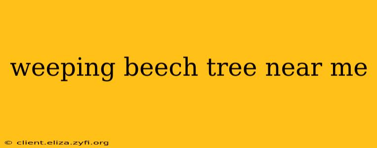 weeping beech tree near me