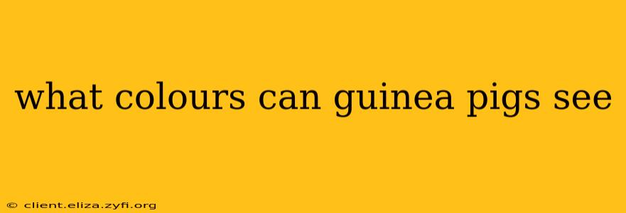 what colours can guinea pigs see