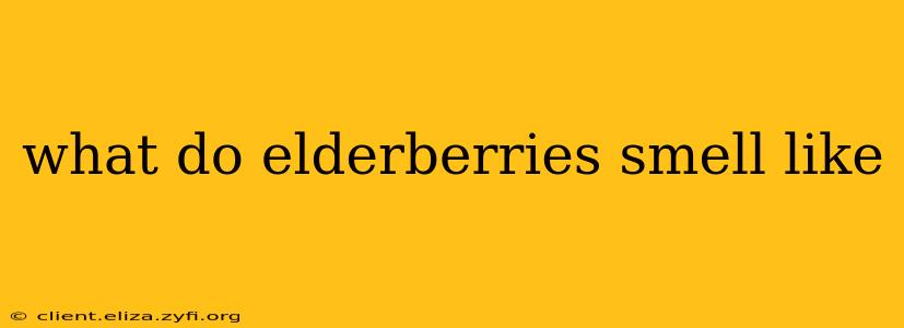 what do elderberries smell like