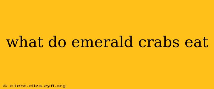 what do emerald crabs eat