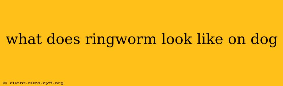 what does ringworm look like on dog
