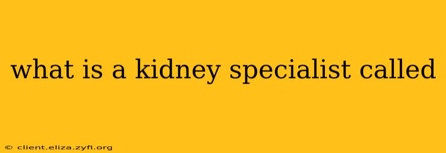 what is a kidney specialist called