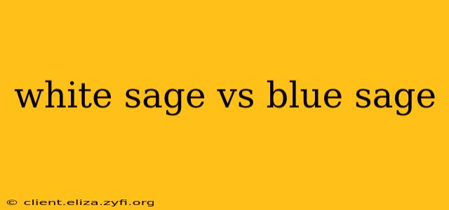 white sage vs blue sage