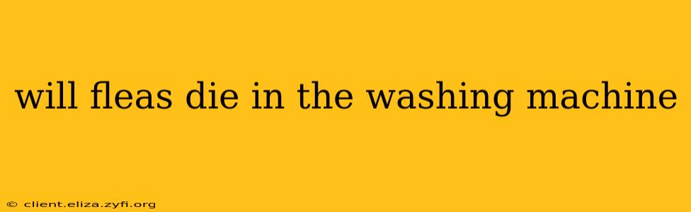 will fleas die in the washing machine